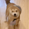 萌宠 狗狗 摇头 呆萌 可爱