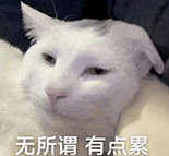 萌宠 猫咪 无所谓有点累 呆萌 可爱