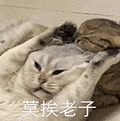 萌宠 猫咪 莫挨老子 呆萌 可爱