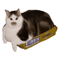 猫meme 猫猫 抽象 搞怪