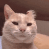 萌宠 猫咪 盯 呆萌 可爱