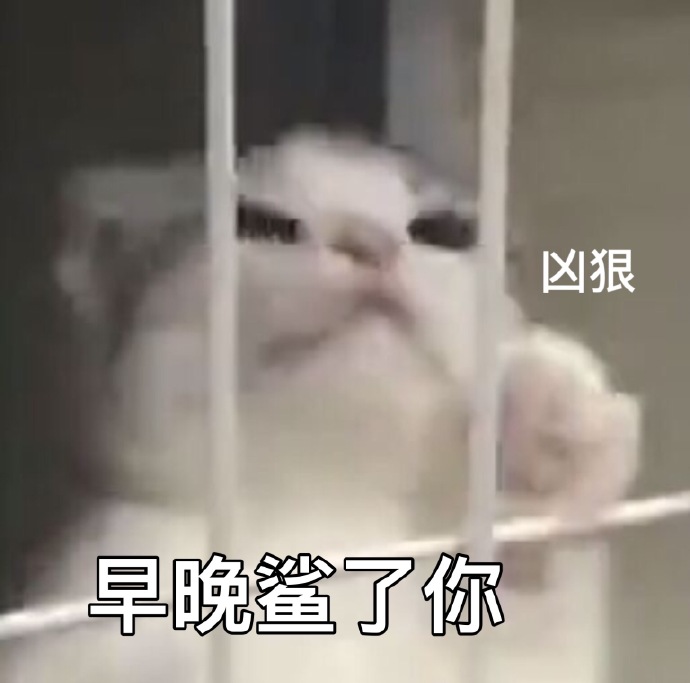 萌宠gif喵星人gif早晚杀了你gif你给我等着gif活泼gif调皮gif