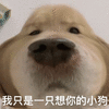 萌宠 狗狗 我只是一只想你的小狗 呆萌 可爱