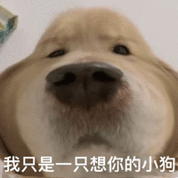 萌宠 狗狗 我只是一只想你的小狗 呆萌 可爱