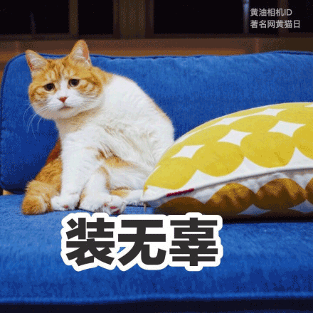 猫咪