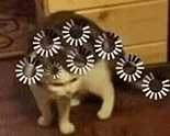 萌宠 猫咪 思考 呆萌 可爱