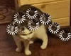 萌宠 猫咪 思考 呆萌 可爱