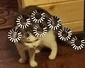 萌宠 猫咪 思考 呆萌 可爱