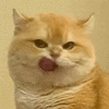 萌宠 猫咪 嫌弃 呆萌 可爱
