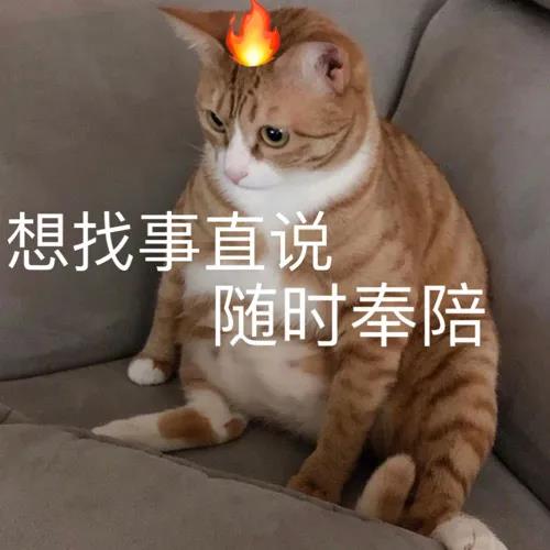 萌宠猫星人想找事直说随时奉陪呆萌可爱gif动图