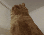 萌宠 猫咪 吃惊 呆萌 可爱