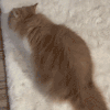 萌宠 猫咪 打滚 呆萌 可爱