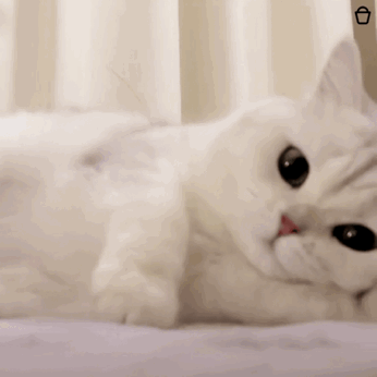 萌宠 猫咪 躺着 呆萌 可爱