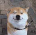 萌宠 狗狗 开心 呆萌 可爱