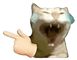 萌宠 猫咪 笑 呆萌 可爱