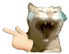 萌宠 猫咪 笑 呆萌 可爱