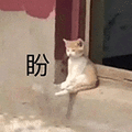萌宠 猫咪 盼 呆萌 可爱