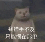 萌宠 猫咪 我措手不及只能愣在那里 呆萌 可爱