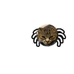 耄耋 猫咪 可爱 搞怪 哈基米