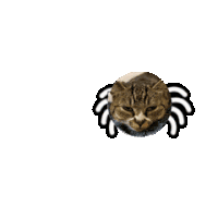 耄耋 猫咪 可爱 搞怪 哈基米