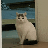 萌宠 猫咪 疑惑 呆萌 可爱