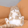 萌宠 猫咪 额 呆萌 可爱