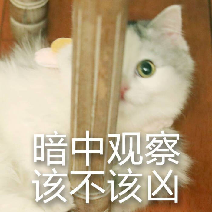 抖音表情暗中观察猫图片