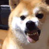 萌宠 狗狗 生气 呆萌 可爱