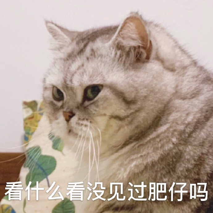 萌宠gif喵星人gif看什么看没见过肥仔啊gif胖嘟嘟gif无辜gif可爱gif