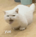 萌宠 猫咪 yue 呆萌 可爱