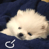 萌宠 狗狗 叹气 呆萌 可爱