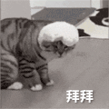 萌宠 猫咪 拜拜 呆萌 可爱