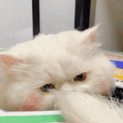 猫咪 可爱 搞怪 日常