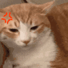 萌宠 猫咪 生气 呆萌 可爱