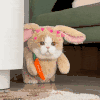萌宠 猫咪 走路 呆萌 可爱
