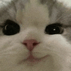 萌宠 猫咪 嫌弃 呆萌 可爱