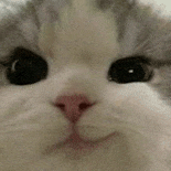 萌宠 猫咪 嫌弃 呆萌 可爱