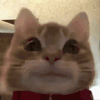 萌宠 猫咪 微笑 呆萌 可爱