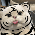 萌宠 猫咪 吐舌 呆萌 可爱