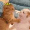萌宠 猫咪 先稳住 呆萌 可爱