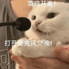 萌宠 猫咪 打开麦克风交流菜鸡开麦 呆萌 可爱