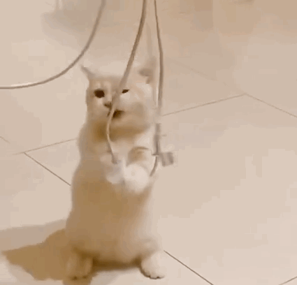 萌宠 猫咪 充电线 呆萌 可爱
