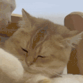 萌宠 猫咪 打你 呆萌 可爱