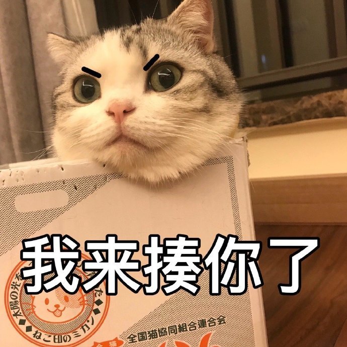 萌宠gif猫星人gif我来揍你了gif生气gif呆萌gif可爱gif