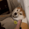 萌宠 狗狗 打 呆萌 可爱