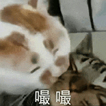 萌寵 貓咪 嘬嘬 呆萌 可愛