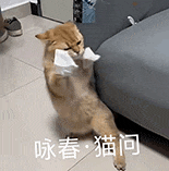 萌寵 貓咪 詠春貓問 呆萌 可愛