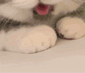 萌宠 猫咪 吐舌 呆萌 可爱