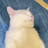 萌宠 猫咪 舒服 呆萌 可爱