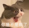 萌宠 猫星人 你是不是疯了 生气 搞怪 呆萌